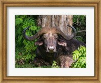 African Buffalo, Aberdare National Park, Kenya Fine Art Print