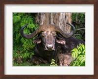 African Buffalo, Aberdare National Park, Kenya Fine Art Print