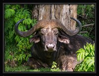 African Buffalo, Aberdare National Park, Kenya Fine Art Print