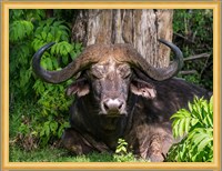 African Buffalo, Aberdare National Park, Kenya Fine Art Print