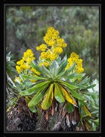 Giant Groundsel in the Mount Kenya National Park, Kenya Fine Art Print