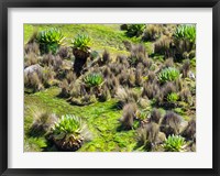 Landscape with Giant Groundsel in the Mount Kenya National Park, Kenya Fine Art Print
