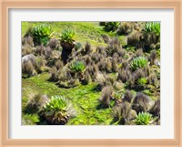 Landscape with Giant Groundsel in the Mount Kenya National Park, Kenya Fine Art Print