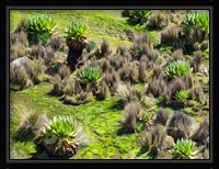 Landscape with Giant Groundsel in the Mount Kenya National Park, Kenya Fine Art Print