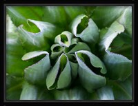 Close up of Giant Groundsel, Kenya Fine Art Print