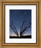 The setting moon is visible through the thorny branches on an ocotillo, California Fine Art Print