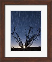 The setting moon is visible through the thorny branches on an ocotillo, California Fine Art Print