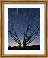 The setting moon is visible through the thorny branches on an ocotillo, California Fine Art Print