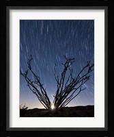 The setting moon is visible through the thorny branches on an ocotillo, California Fine Art Print