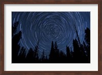 Star trails and a meteor above pine trees in Lassen Volcanic National Park Fine Art Print