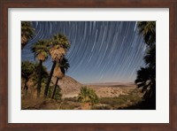 California Fan Palms and a mesquite grove in a desert landscape Fine Art Print
