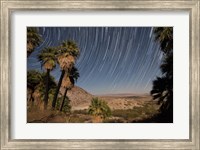 California Fan Palms and a mesquite grove in a desert landscape Fine Art Print