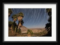 California Fan Palms and a mesquite grove in a desert landscape Fine Art Print