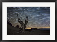 A dead bristlecone pine tree against a backdrop of star trails Fine Art Print