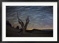 A dead bristlecone pine tree against a backdrop of star trails Fine Art Print