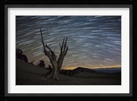 A dead bristlecone pine tree against a backdrop of star trails Fine Art Print