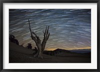 A dead bristlecone pine tree against a backdrop of star trails Fine Art Print