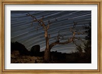 A dead Pinyon pine tree and star trails, Joshua Tree National Park, California Fine Art Print