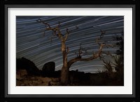A dead Pinyon pine tree and star trails, Joshua Tree National Park, California Fine Art Print