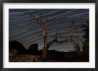 A dead Pinyon pine tree and star trails, Joshua Tree National Park, California Fine Art Print