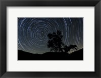 A lone oak tree silhouetted against a backdrop of star trails Fine Art Print