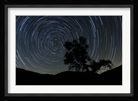 A lone oak tree silhouetted against a backdrop of star trails Fine Art Print