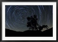 A lone oak tree silhouetted against a backdrop of star trails Fine Art Print