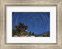 A pine tree on a windswept slope reaches skyward towards north facing star trails Fine Art Print