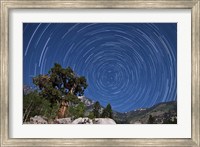A pine tree on a windswept slope reaches skyward towards north facing star trails Fine Art Print