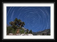 A pine tree on a windswept slope reaches skyward towards north facing star trails Fine Art Print