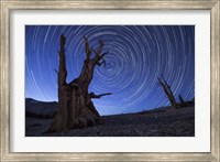 Star trails above an ancient bristlecone pine tree, California Fine Art Print