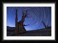 Star trails above an ancient bristlecone pine tree, California Fine Art Print