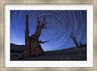 Star trails above an ancient bristlecone pine tree, California Fine Art Print