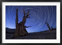 Star trails above an ancient bristlecone pine tree, California Fine Art Print