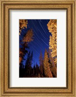 Star trails above campfire lit pine trees in Lassen Volcanic National Park Fine Art Print
