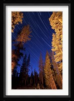 Star trails above campfire lit pine trees in Lassen Volcanic National Park Fine Art Print