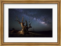 The Milky Way and a dead bristlecone pine tree in the White Mountains, California Fine Art Print
