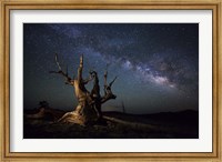 The Milky Way and a dead bristlecone pine tree in the White Mountains, California Fine Art Print