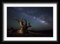 The Milky Way and a dead bristlecone pine tree in the White Mountains, California Fine Art Print