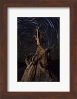 Star trails above a bristlecone pine tree, California Fine Art Print