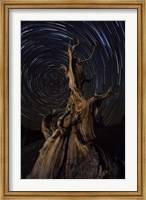 Star trails above a bristlecone pine tree, California Fine Art Print
