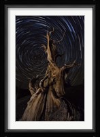 Star trails above a bristlecone pine tree, California Fine Art Print