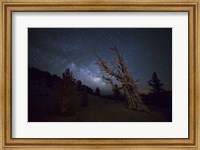 A large bristlecone pine in the Patriarch Grove bears witness to the rising Milky Way Fine Art Print