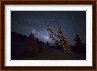 A large bristlecone pine in the Patriarch Grove bears witness to the rising Milky Way Fine Art Print