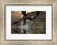 Two Microraptor dinosaurs fly near mountain waterfalls in prehistoric times Fine Art Print