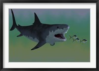 Several Tuna fish try to escape from a huge Megalodon shark Fine Art Print