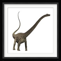 Diplodocus dinosaur Framed Print