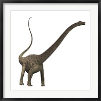 Diplodocus dinosaur Framed Print