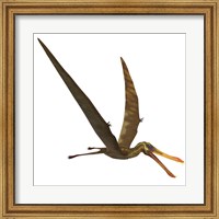 Anhanguera, a genus of Pterosaur from the Cretaceous period Fine Art Print