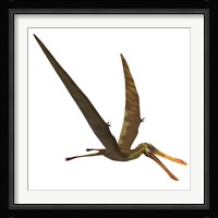 Anhanguera, a genus of Pterosaur from the Cretaceous period Framed Print